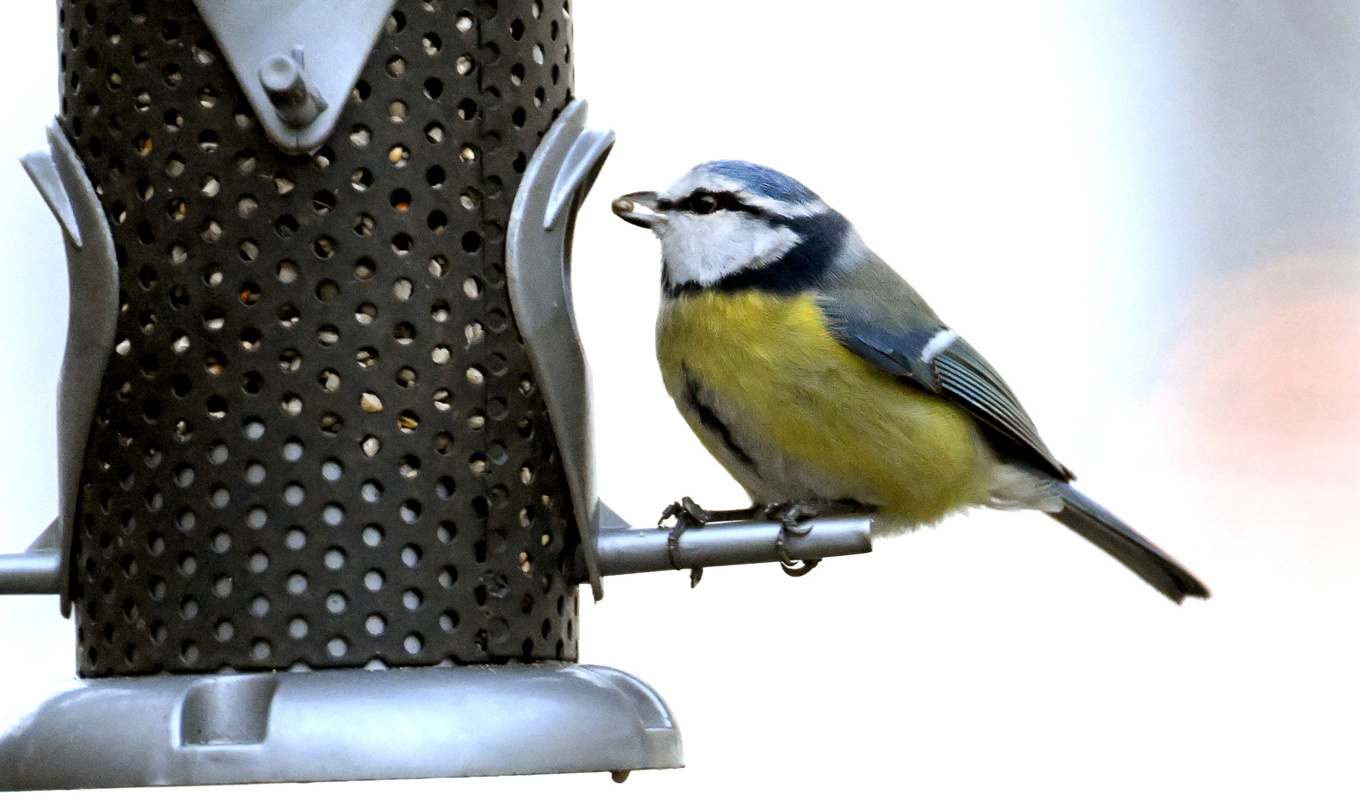 Mesar har den relativt största hjärnan av alla småfåglar. Arkivbild. Foto: Janerik Henriksson/TT