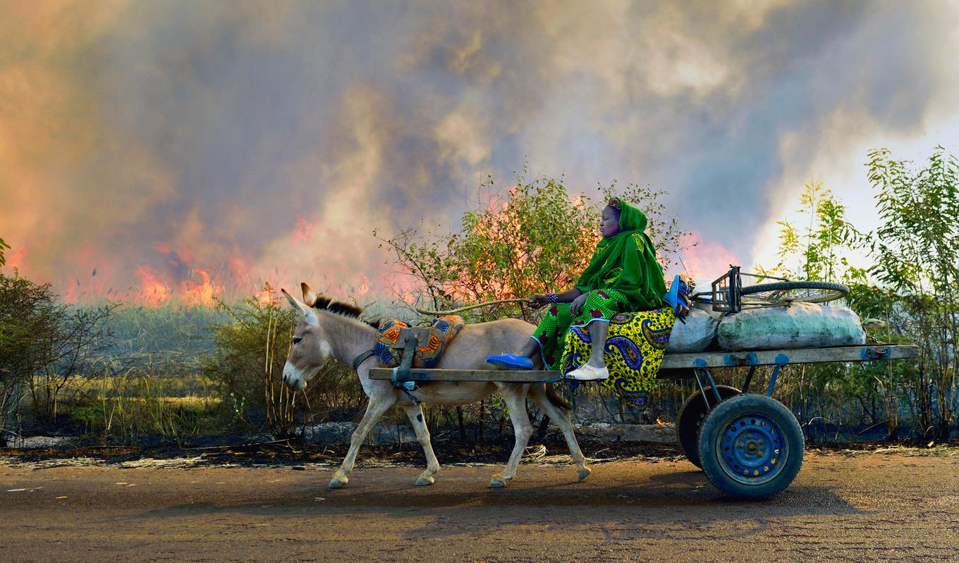 En kvinna i Niono norr om Bamoko i det konfliktdrabbade Mali kör med sin vagn förbi ett sockerrörsfält som bränns inför skörden. Arkivbild. Foto: Eric Feferberg/AFP via Getty Images