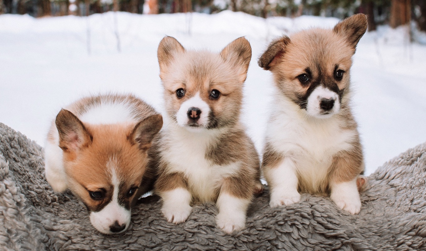 Även om det är lätt att fastna enbart för utseendet så gäller det att tänka efter innan man skaffar hund. Vilken ras passar egentligen bäst in i ens eget liv? Foto: Shutterstock.
