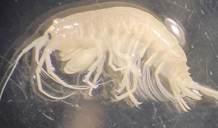 Märlkräftan Dikerogammarus haemobaphes kan bli två centimeter lång. Foto: Simon Tytor, Medins Havs och Vattenkonsulter