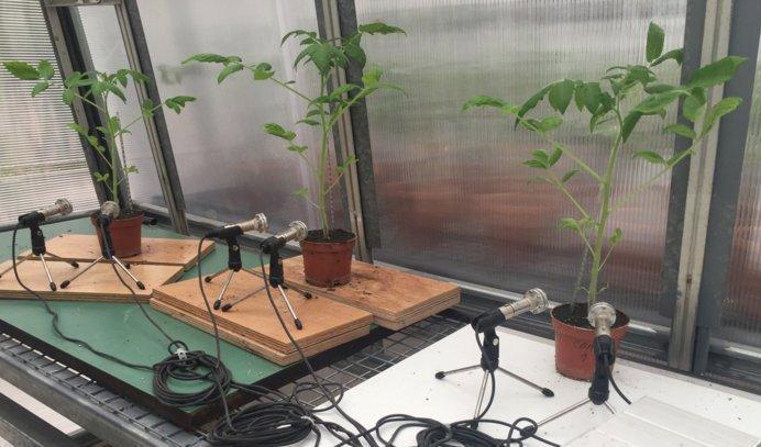Forskarna avlyssnade tomatplantor med hjälp av ultraljudsmikrofoner, och liknar plantornas läten med ljudet när man trycker på bubbelplast. Foto: Itzhak Khait/University of Tel Aviv/TT