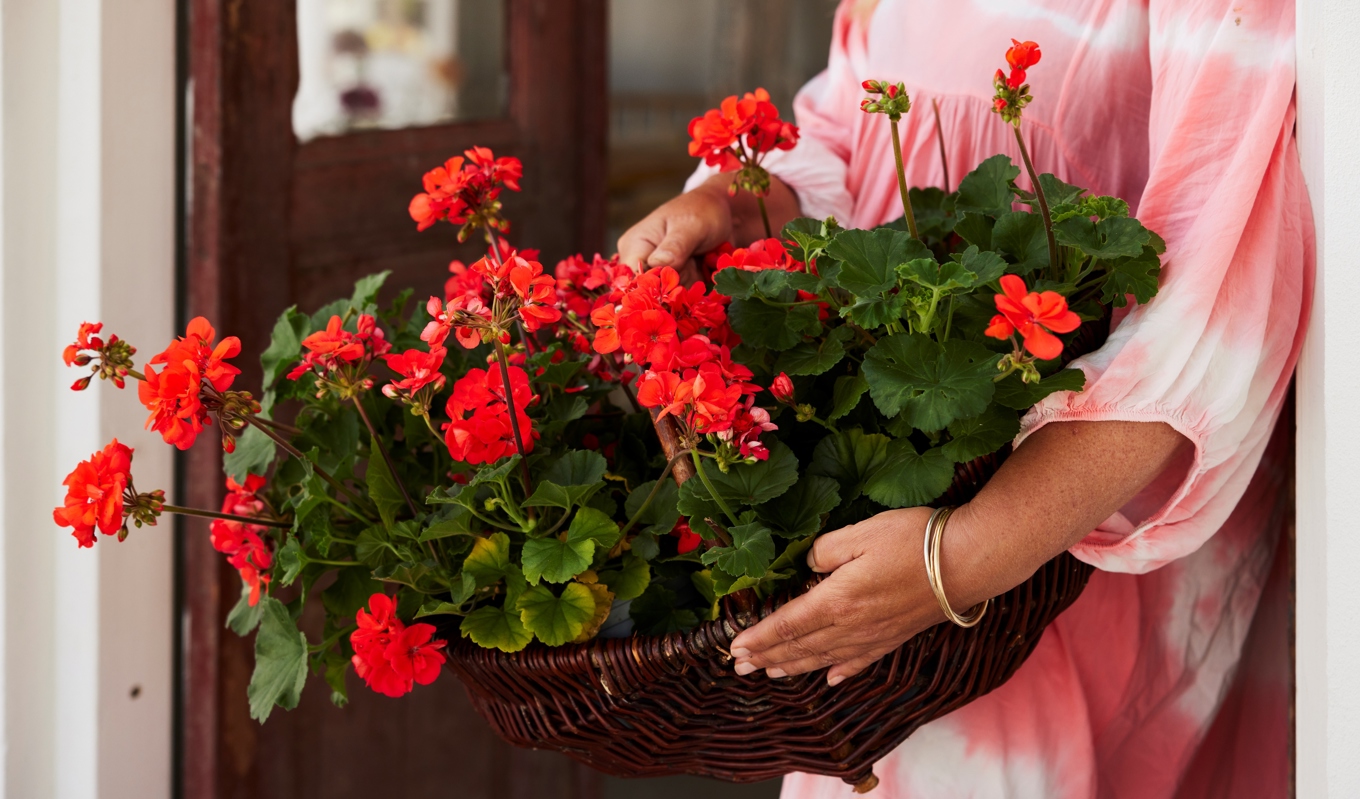 Årets Pelargon 2023 är Moonlight ‘Guido’ med orangeröda blommor, mörkgröna blad och bordeauxfärgade stjälkar. Foto: Lina Arvidsson/Blomsterfrämjandet