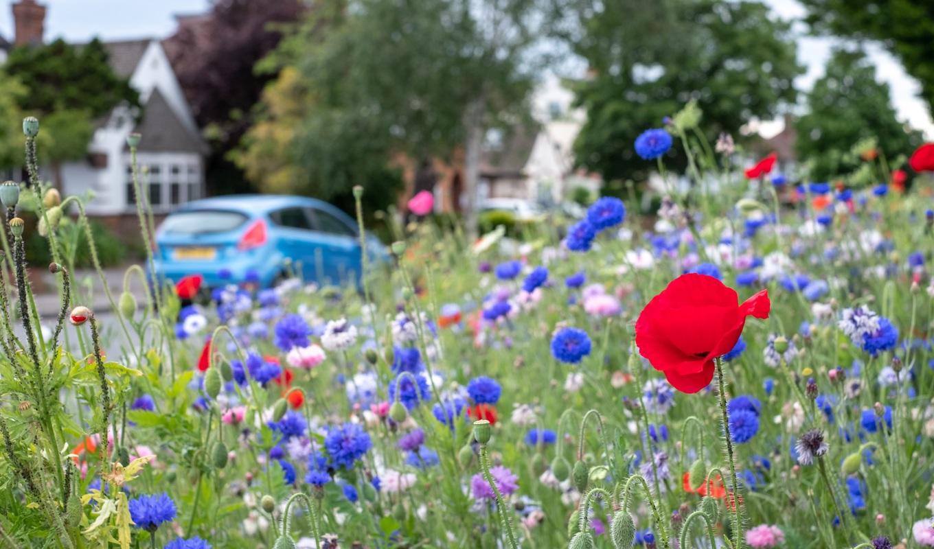 För att öka den biologiska mångfalden och hjälpa pollinerande insekter vill Naturskyddsföreningen göra om Sveriges vägkanter till blomsterängar. Foto: Lois Gobe