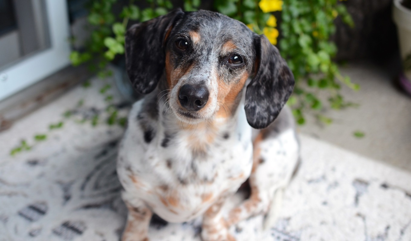 Spaniens parlament har godkänt en ny djurskyddslag som bland annat innebär att man inte får lämna sina hundar ensamma i mer än ett dygn. Foto: Pixabay