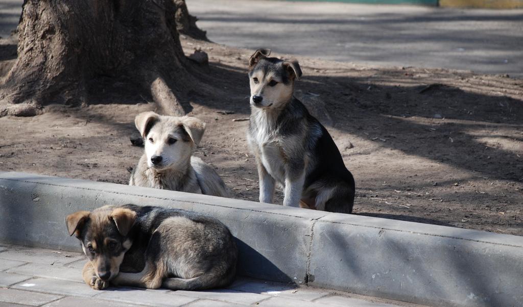 Uppskattningsvis 800 herrelösa hundar lever i Tjernobyl menar forskare. Foto: Andrey (CC BY 2.0)