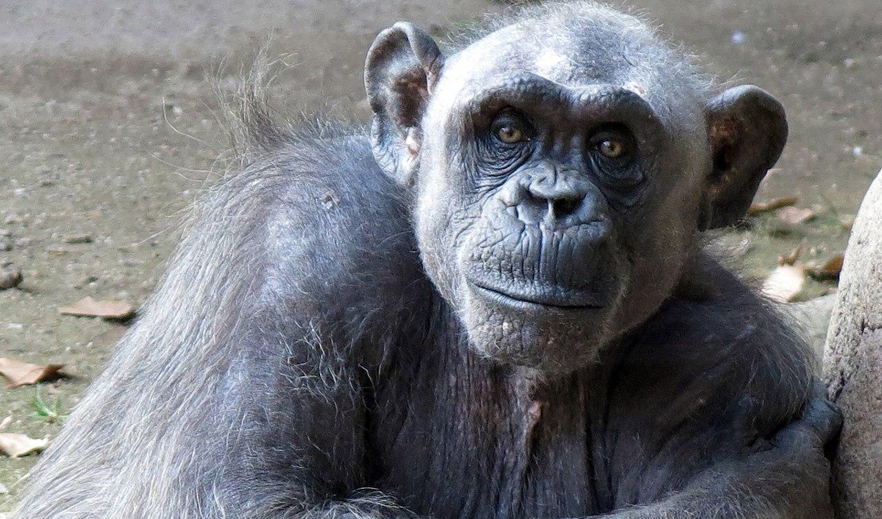 Fyra schimpanser sköts ihjäl i Furuviksparken den 14 december 2022. Foto: Enric (CC BY-SA 4.0)