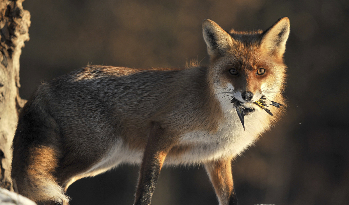 Rävens dvärgbandmask har hittats utanför Avesta. Arkivbild. Foto: Attila Kovacs/MTI/AP/TT
