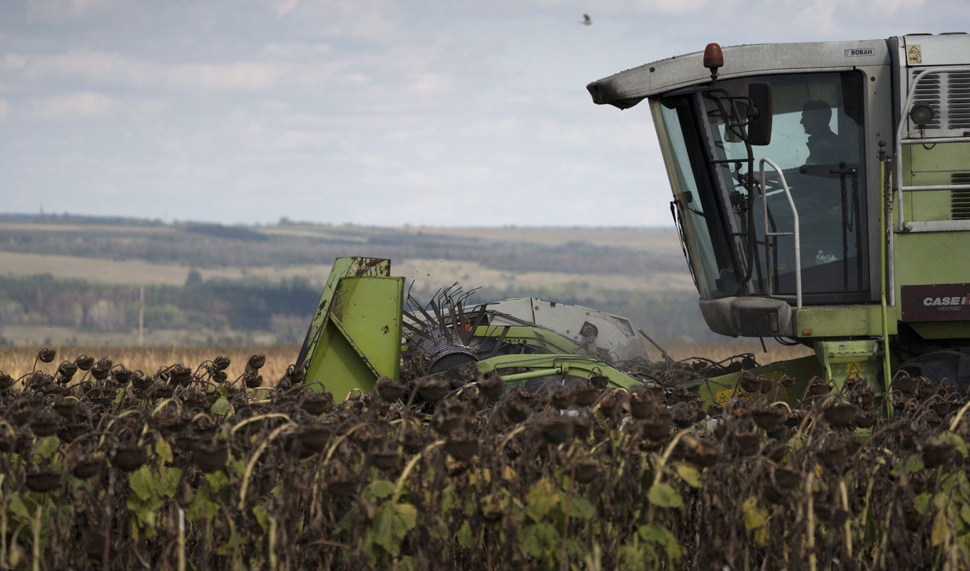 Solrosor skördas nära fronten i Donetskregionen i östra Ukraina. Arkivfoto. Foto: Leo Correa/AP/TT