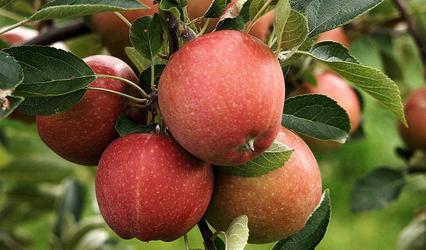 Ogräsmedlet Kerb Flo 400 som har stoppats med omedelbar verkan har bland annat varit godkänt för frilandsodlingar av äpplen.Foto: Pixabay