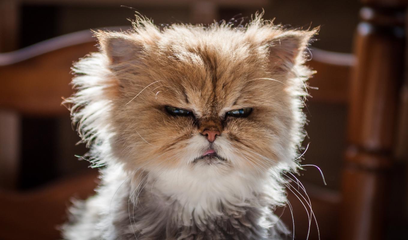 Många djur kan liksom vi människor signalera ilska. Kanske ser den här katten alltid ut så här, eller är den faktiskt arg? Foto: Creative Commons