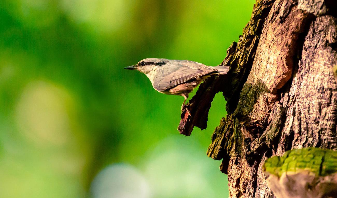 Det kan vara välgörande för sinnet att lyssna på fågelsång. Arkivbild. Foto: Elina Litovkina/Shutterstock/TT