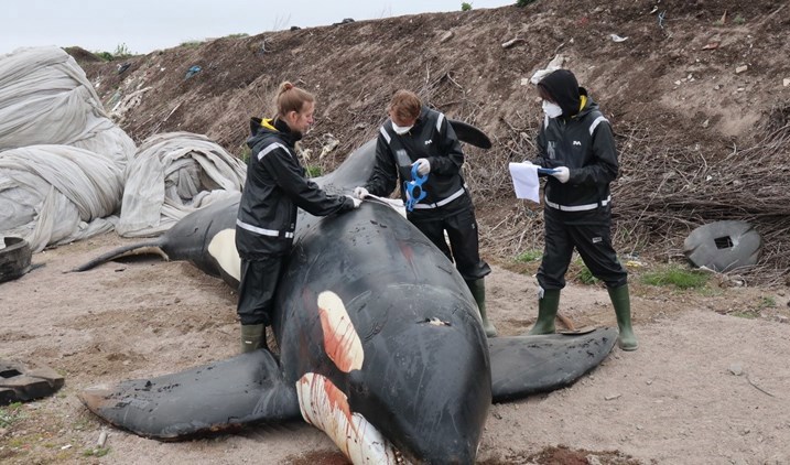 Personal från Statens veterinärmedicinska anstalt (SVA) har undersökt den döda späckhuggaren på plats i Hunnebostrand. Pressbild. Foto: Jesper Jerremalm/SVA