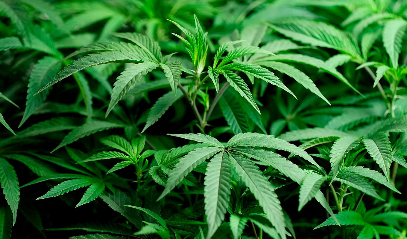 Cannabisodlarna var åtalade för synnerligen grovt narkotikabrott, men dömdes för grovt narkotikabrott. Arkivbild Foto: Charlie Riedel/AP/TT