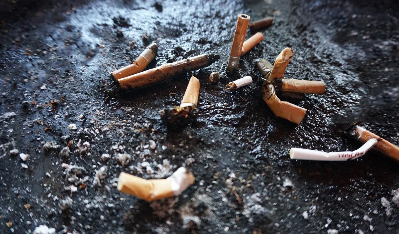 Cigarettfimpar är giftiga för vattenlevande larver, enligt en studie. Foto: Moira Nazzari