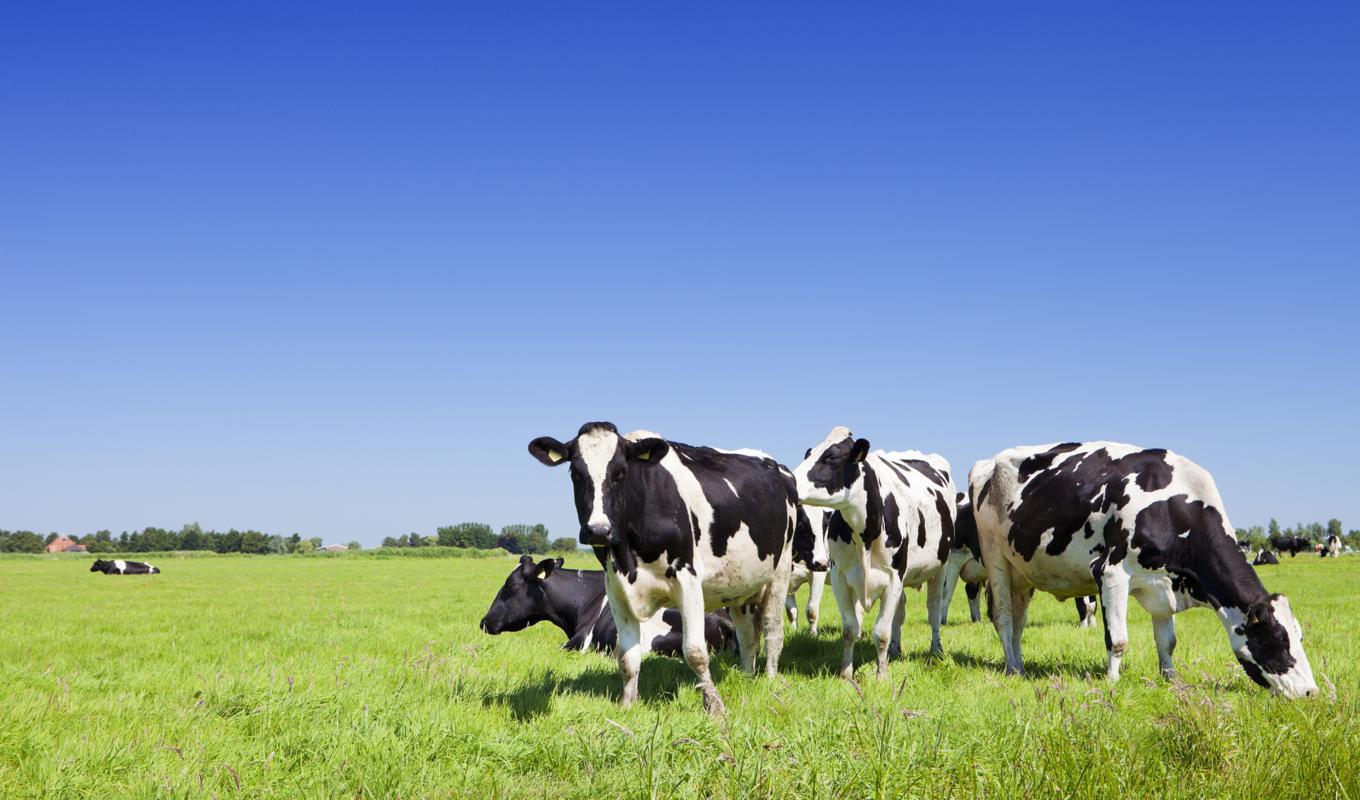 1 500 mjölkkor ska förvägras sommarbete i en studie om kors hälsa. Tidigare studier av denna typ har fått avslag i djurförsöksetiska nämnder. Foto: Sara Winter