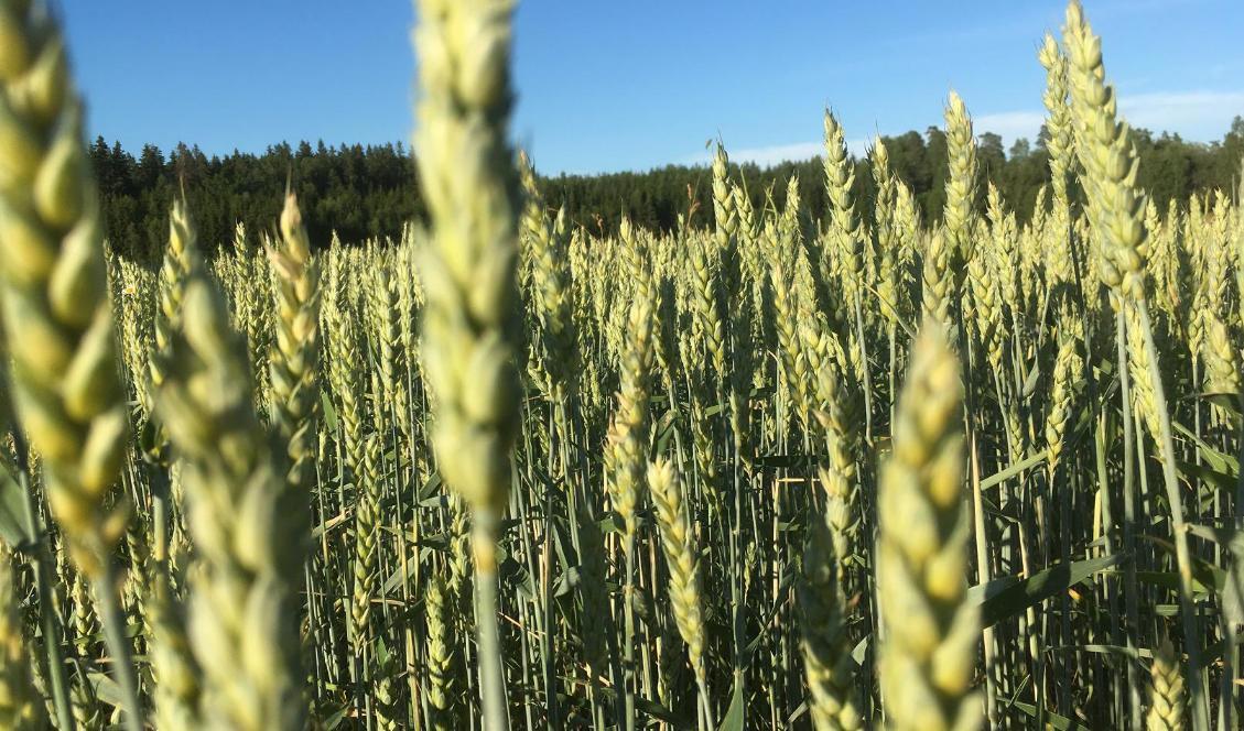 De senaste tio åren har vete varit den dominerande spannmålsgrödan i Sverige. Susanne W. Lamm