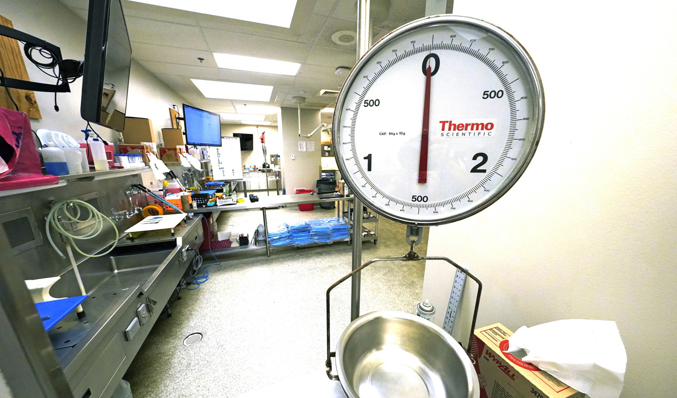 Norska rättsläkare varnar för att mord på äldre kan missas. Arkivbild. Foto: Rogelio V. Solis/AP/TT