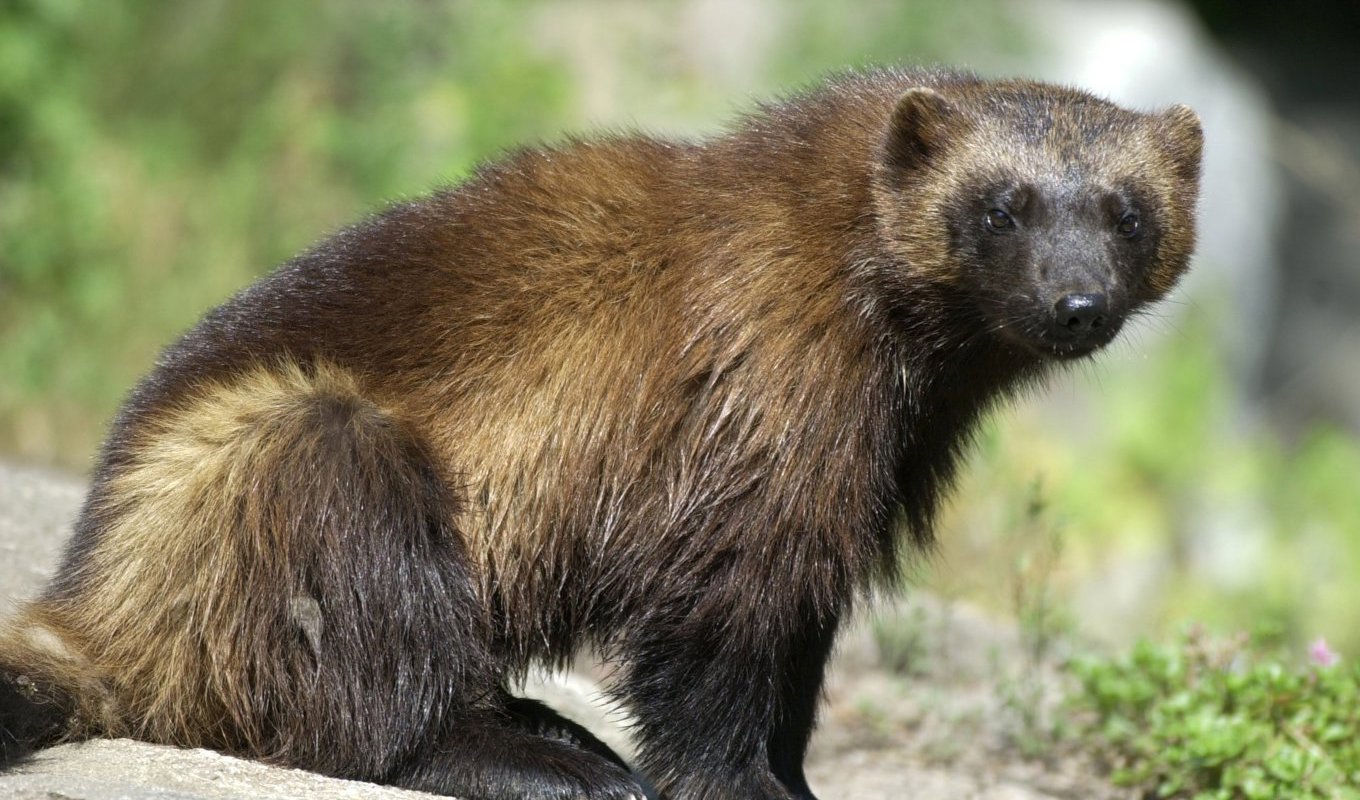 Det är första gången myndigheten överlåter möjligheten att fatta beslut om licensjakt på järv. Arkivbild. Foto: Claus Gertsen / TT