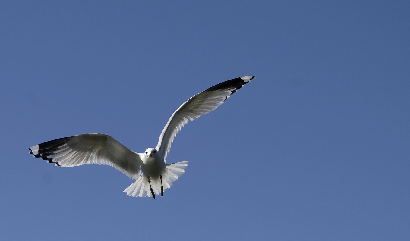 Naturvårdsverket föreslår 19 nya områden för att skydda fåglar och att utöka 15 redan beslutade områden. Arkivbild. Foto: Janerik Henriksson/TT
