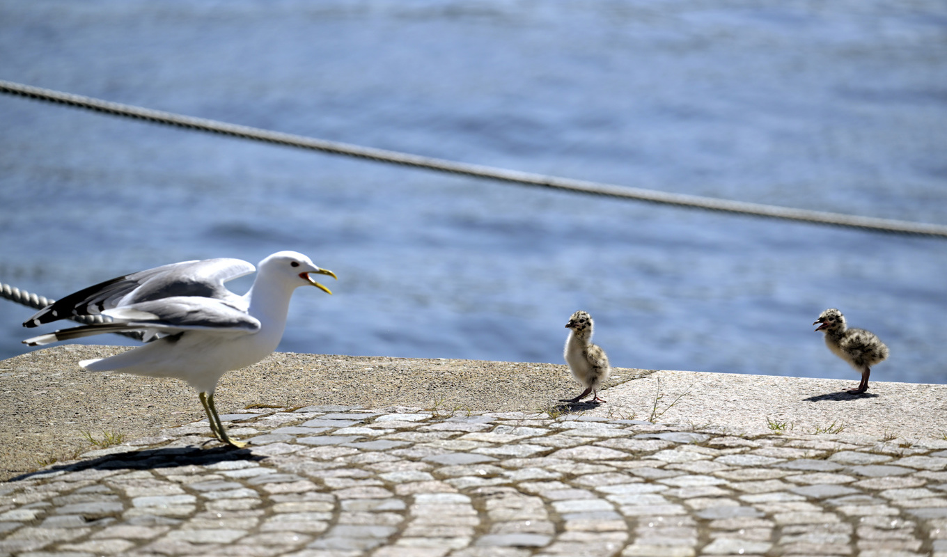Fiskmås med nykläckta ungar. Arkivbild. Foto: Janerik Henriksson/TT