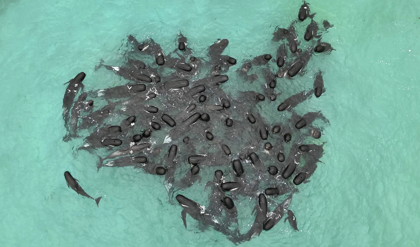 Omkring 100 grindvalar strandade sig på tisdagen på Cheynes Beach i västra Australien efter att först ha samlats i en klunga och långsamt rört sig mot land. Foto: DBCA via AP/TT