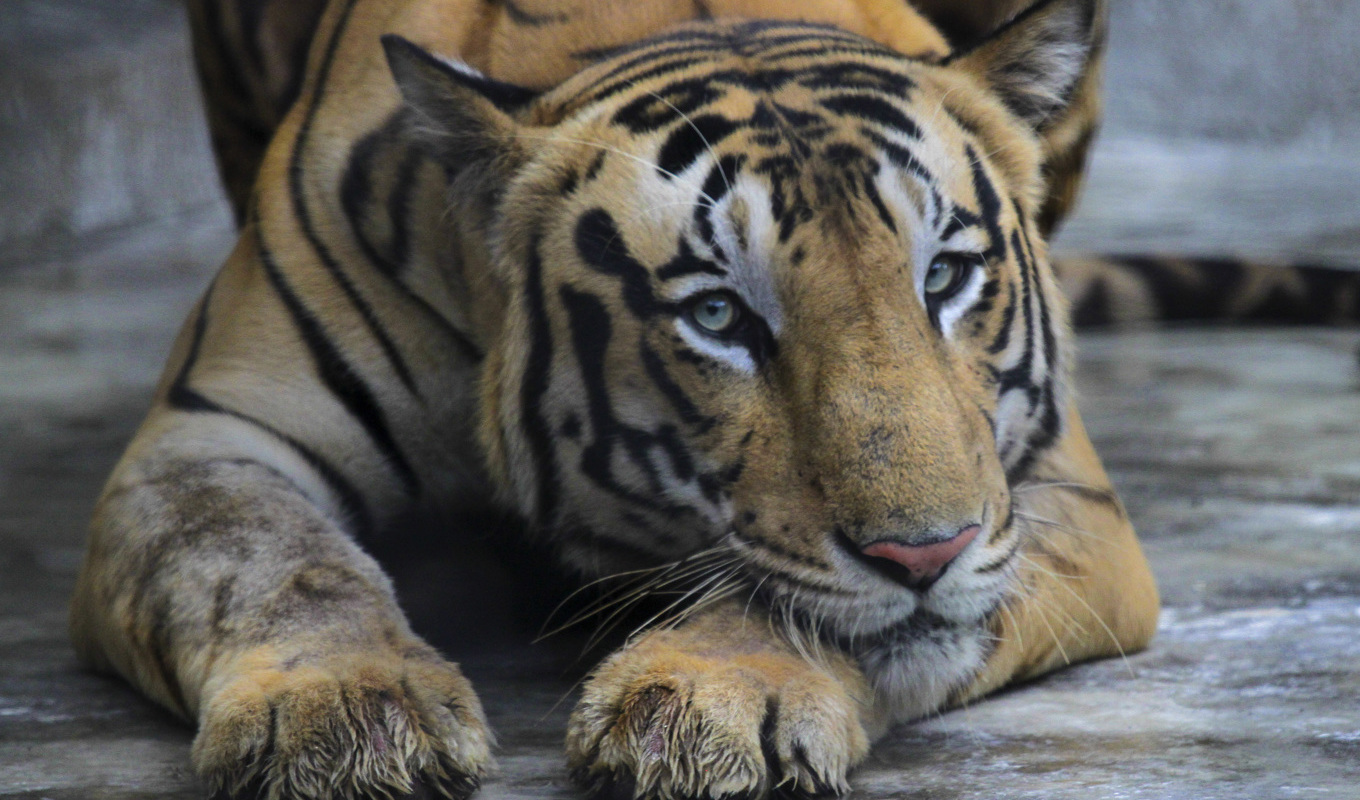 De bengaliska tigrarna blir fler efter insatser för att bevara den utrotningshotade arten. Foto: Bikas Das/AP/TT