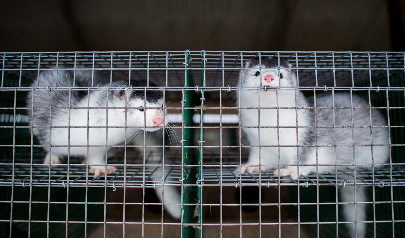 Över 20 pälsfarmer i Finland har drabbats av fågelinfluensan, enligt Svenska Yle. Foto: Patric Söderström/TT
