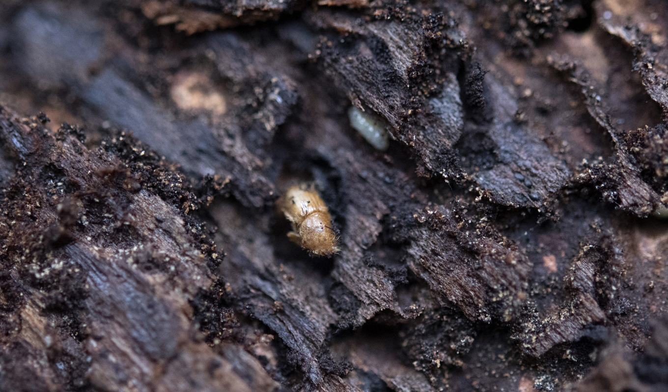 Granbarkborren trivs i ett varmt och torrt klimat. Arkivbild. Foto: Jessica Gow/TT
