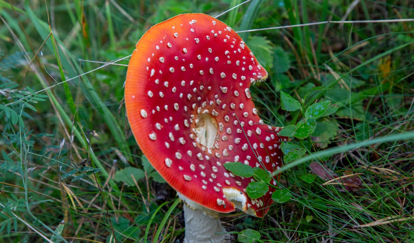 Samtalen till Giftinformationscentralen har ökat gällande svampförgiftningar. Arkivbild. Foto: Martina Holmberg / TT