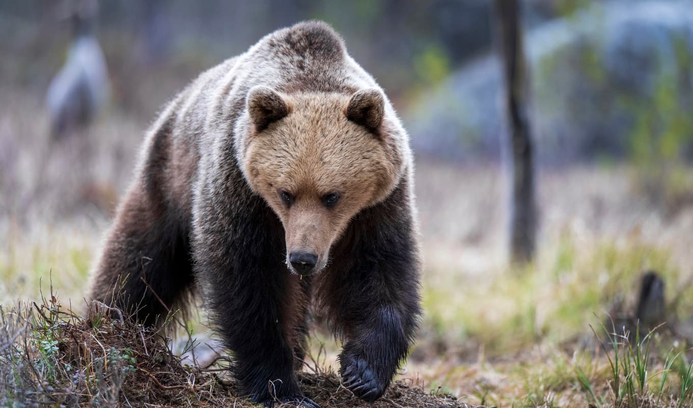 Björnen ska ha skjutits i samband med attacken. Arkivbild. Foto: Mikael Fritzon/TT
