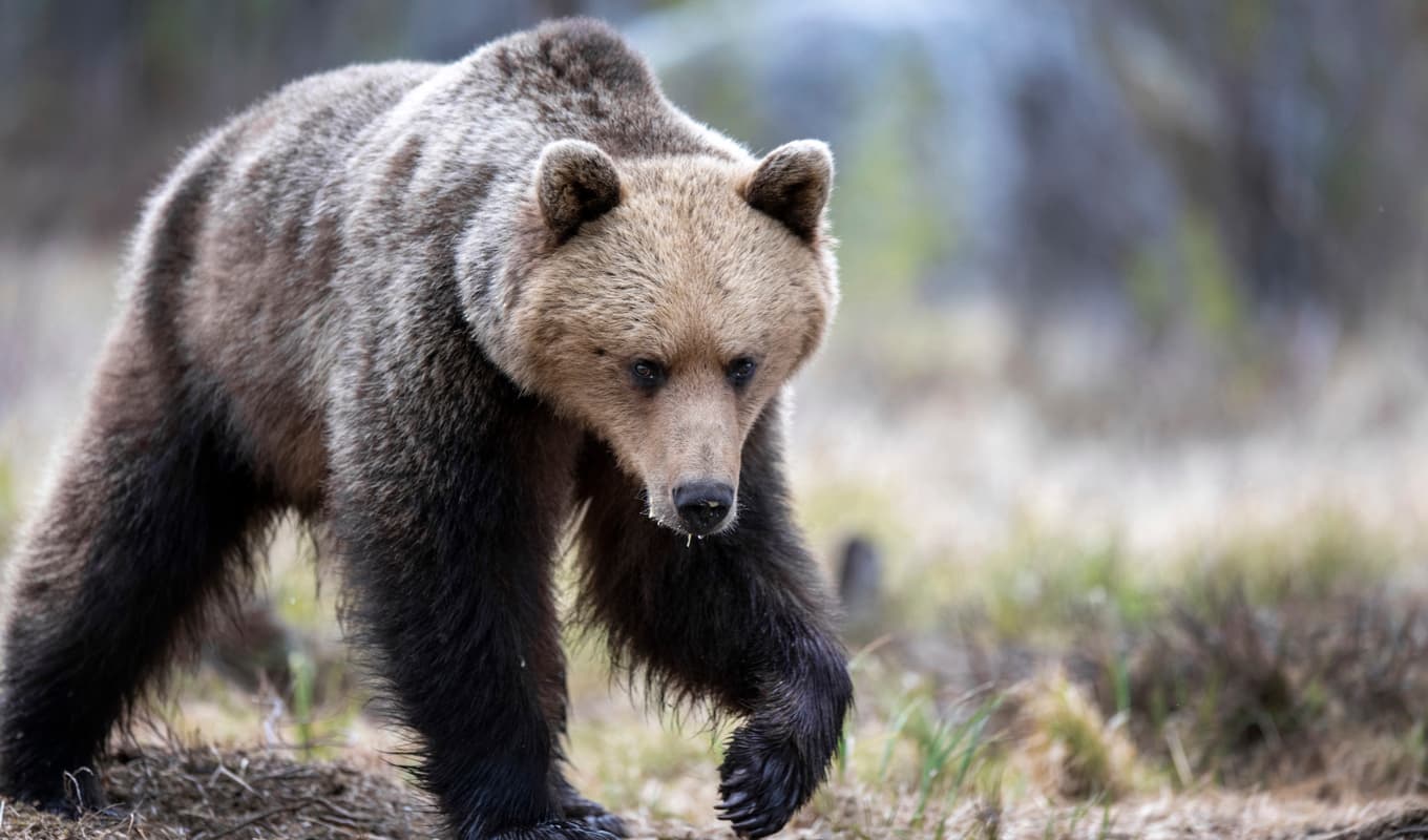 En jägare skadades i ansiktet när han attackerades av en björn i Ljusdal. Arkivbild. Foto: Mikael Fritzon/TT