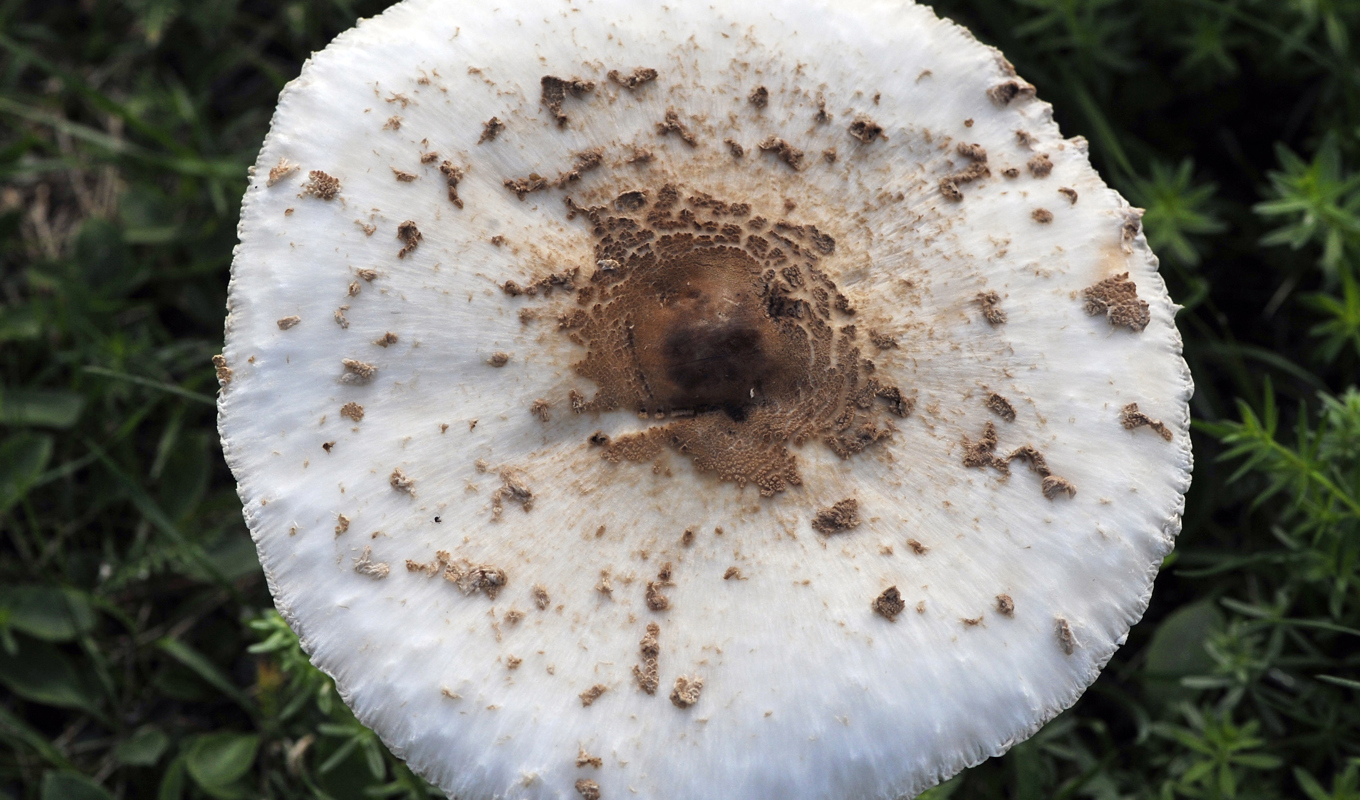 Svampätarna kan har förväxlat giftig panterflugsvamp med stolt fjällskivling (på bilden). Arkivbild. Foto: Hasse Holmberg/TT