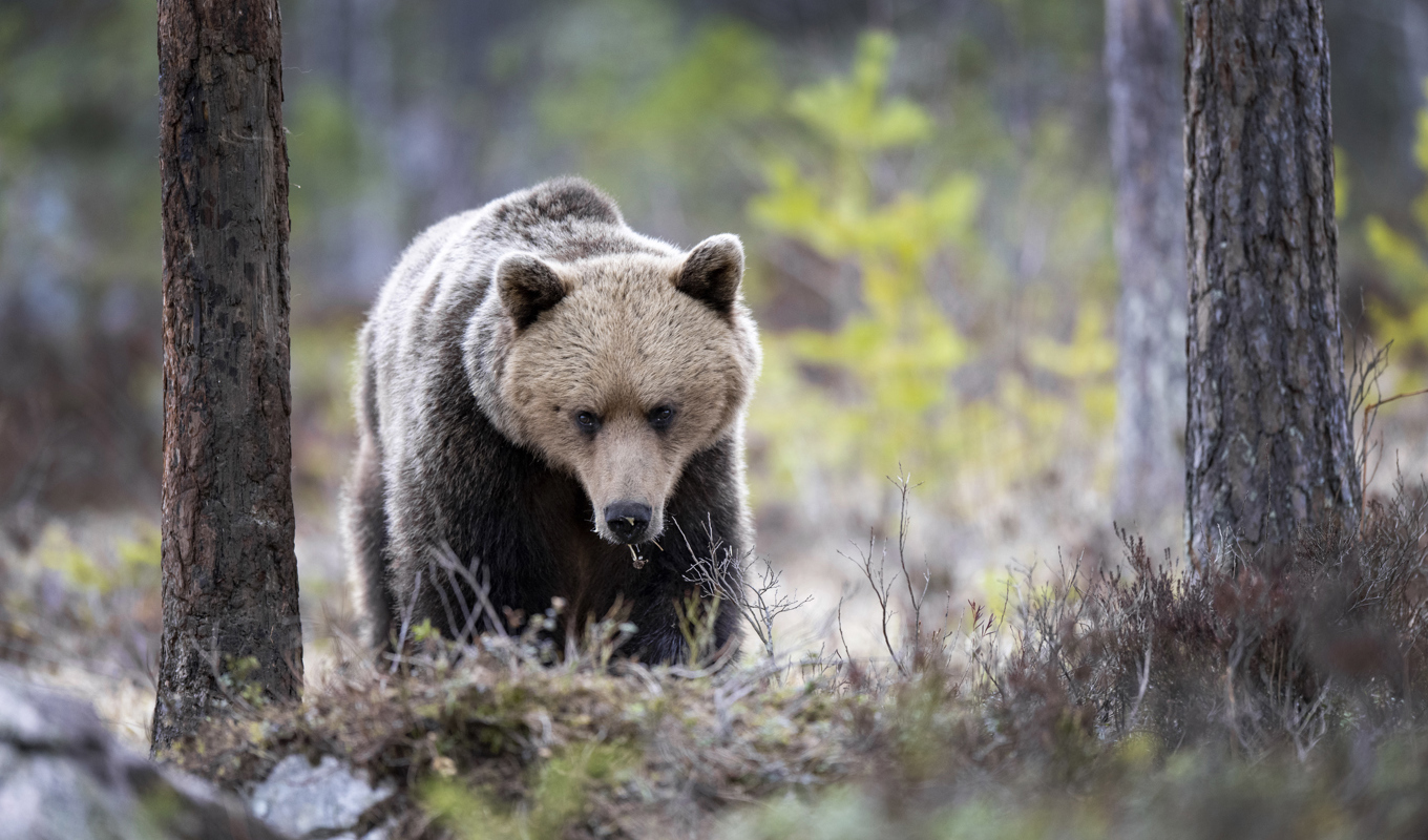 Två separata björnattacker har rapporterats under fredagen. Arkivbild. Foto: Mikael Fritzon/TT
