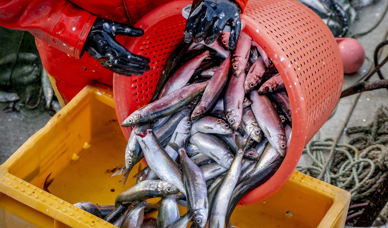 EU-kommissionen föreslår ett stopp för sill- och strömmingsfisket i Östersjön och Bottniska viken. Arkivbild. Foto: Michael Probst/AP/TT