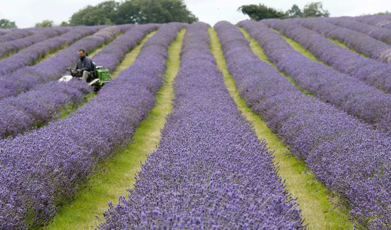 Ett lavendelfält söder om London, Storbritannien. Arkivbild. Foto: Sang Tan/AP/TT