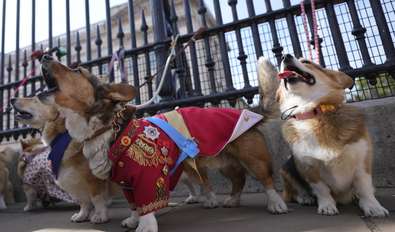 "Ruffus", längst fram i rött, var en av de corgis som deltog i söndagens corgiparad utanför Buckingham Palace. Paraden hölls för att hylla att det snart är ett år sedan drottning Elizabeth – som älskade corgis – avled. Foto: Alastair Grant/AP/TT