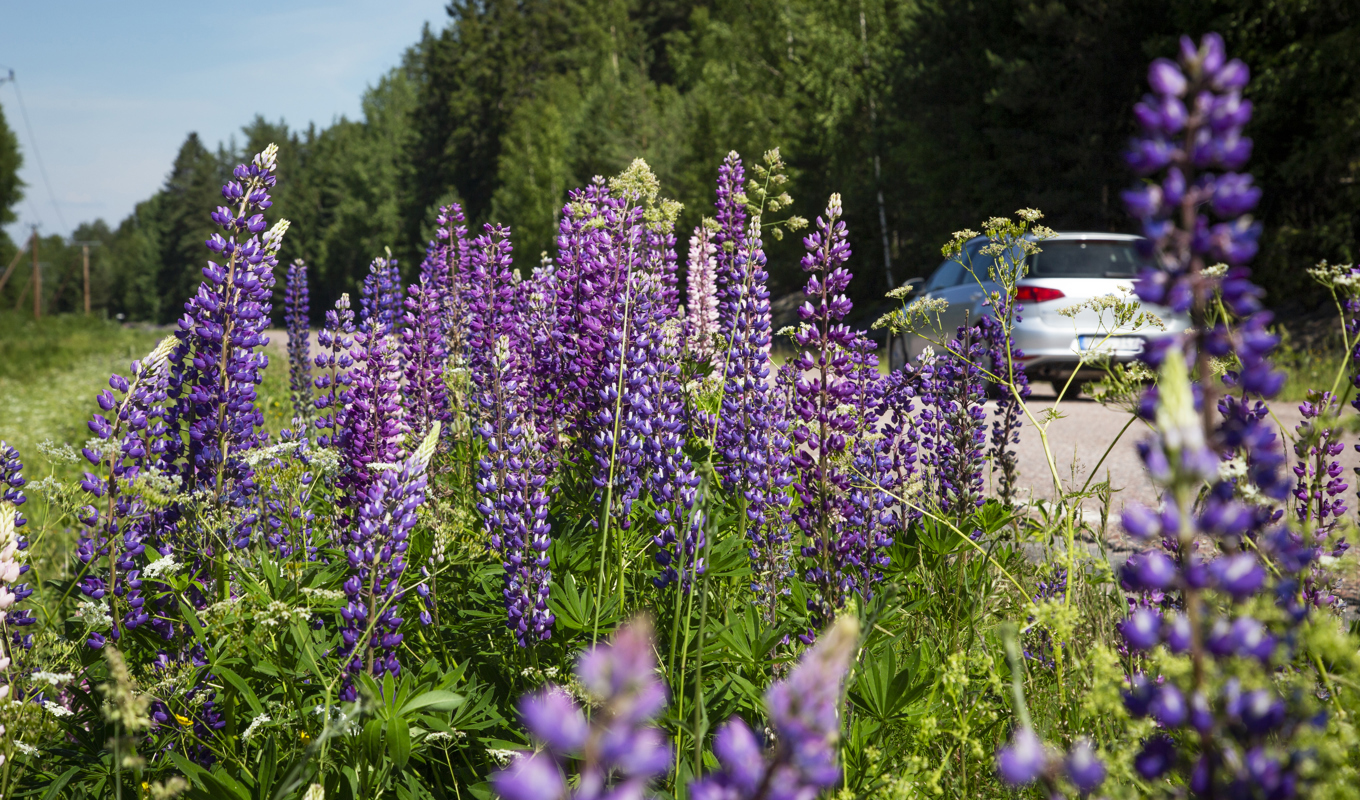 Lupiner breder ut sig i vägkanten. Arkivbild. Foto: Helena Landstedt/TT