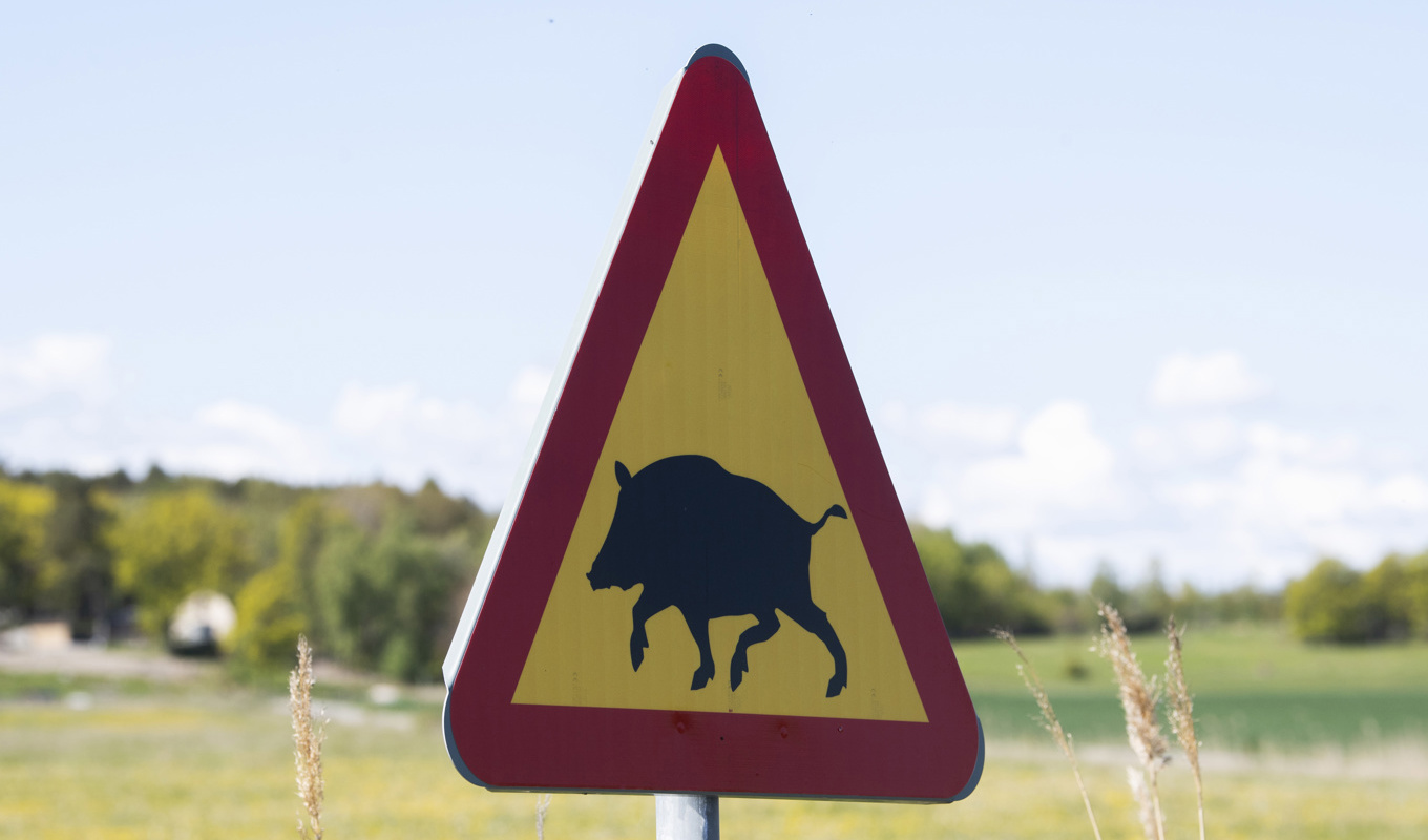 Afrikansk svinpest har hittats i döda vildsvin i Fagerta kommun. Arkivbild. Foto: Fredrik Sandberg/TT