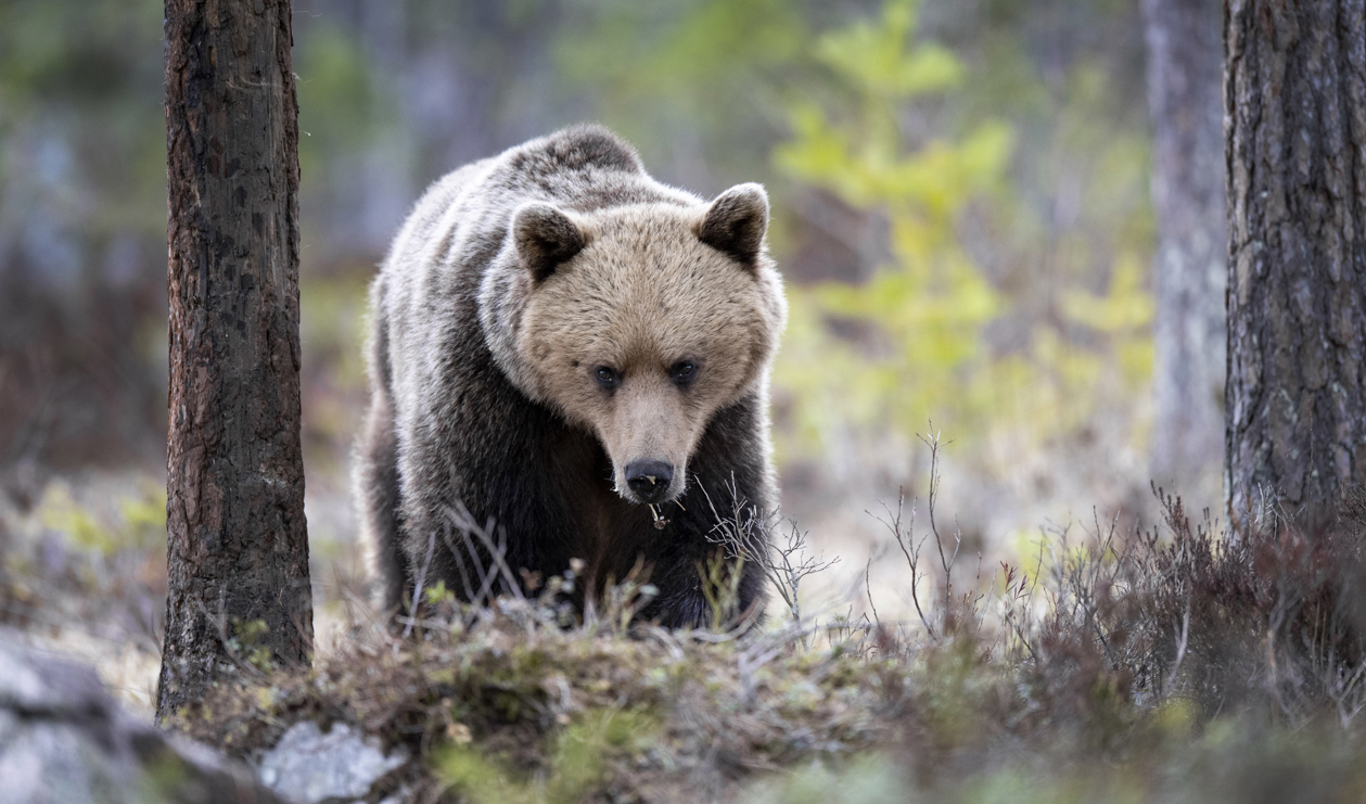 Björn fotograferad i Hälsingland . Arkivbild. Foto: Mikael Fritzon/TT