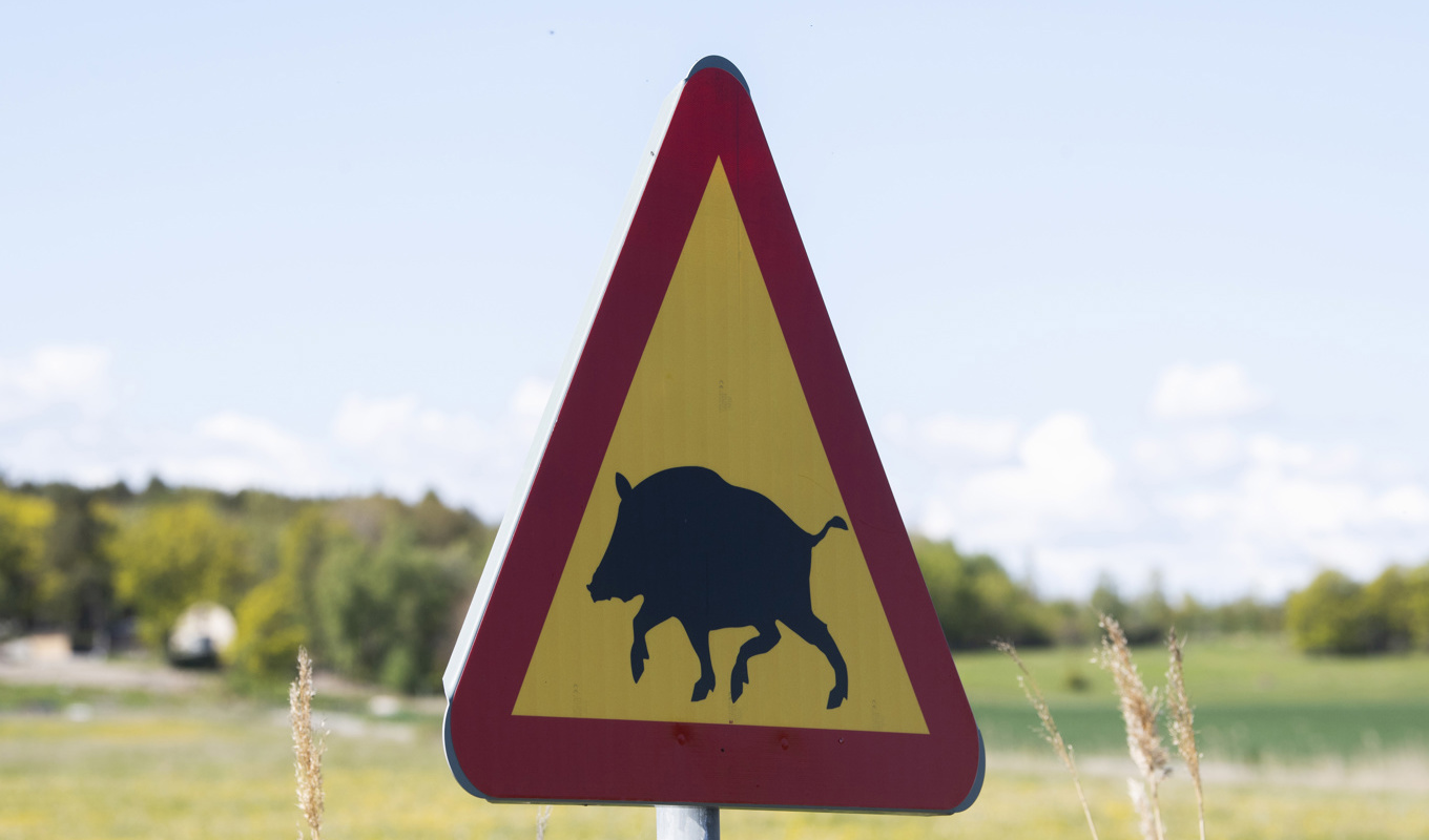 Vildsvinet ska skickas in för provtagning för afrikansk svinpest. Arkivbild. Foto: Fredrik Sandberg/TT