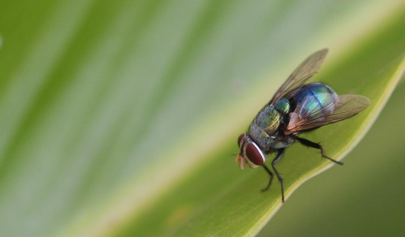 Spyflugans larver kan äta upp död vävnad i sår – och lämna det friska i fred. På så vis kan larverna rena ett svårläkt sår på några dygn. Foto: L. Shyamal