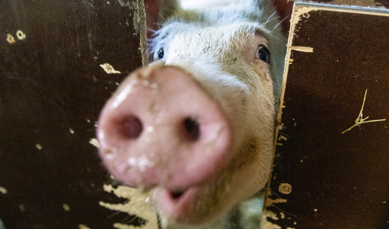 Grisköttsföretagen oroas över uteblivna intäkter på grund av svinpesten, uppger branschorganisationen Kött- och charkföretagen. Arkivbild. Foto: Tore Meek/AP/TT