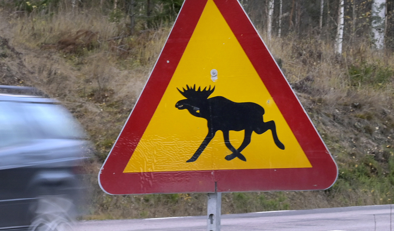 Jägare tillkallades för att skjuta älgen. Arkivbild. Foto: Janerik Henriksson/TT