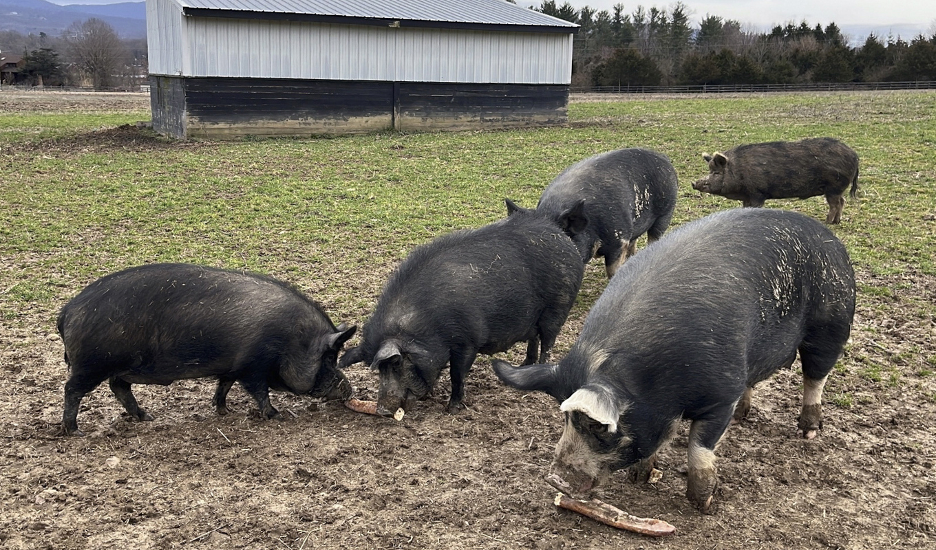 Nära 34|000 grisar på totalt tolv gårdar i regionen Lombardiet i norra Italien har slaktats för att förhindra spridning av svinpest. Arkivbild. Foto: Paula Phounsavath/AP/TT
