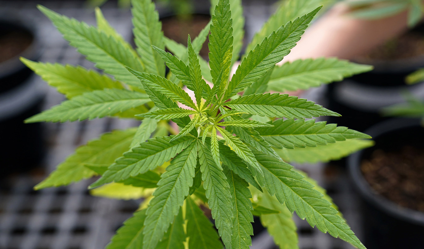 CBD är en produkt som utvinns ur industrihampa. Arkivbild. Foto: Matt Slocum/AP/TT