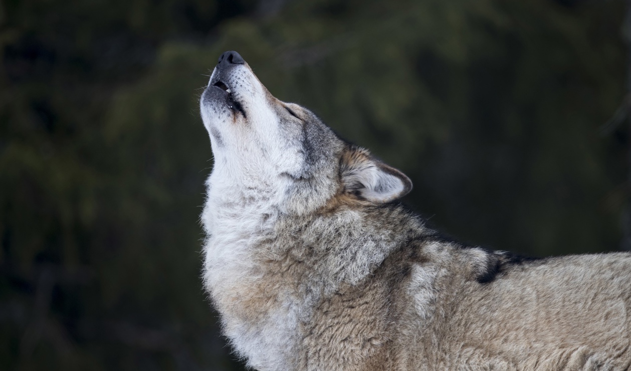 Länsstyrelsen i Stockholm har beslutat om skyddsjakt på varg i Norrtälje. Arkivbild. Foto: Heiko Junge/NTB/TT