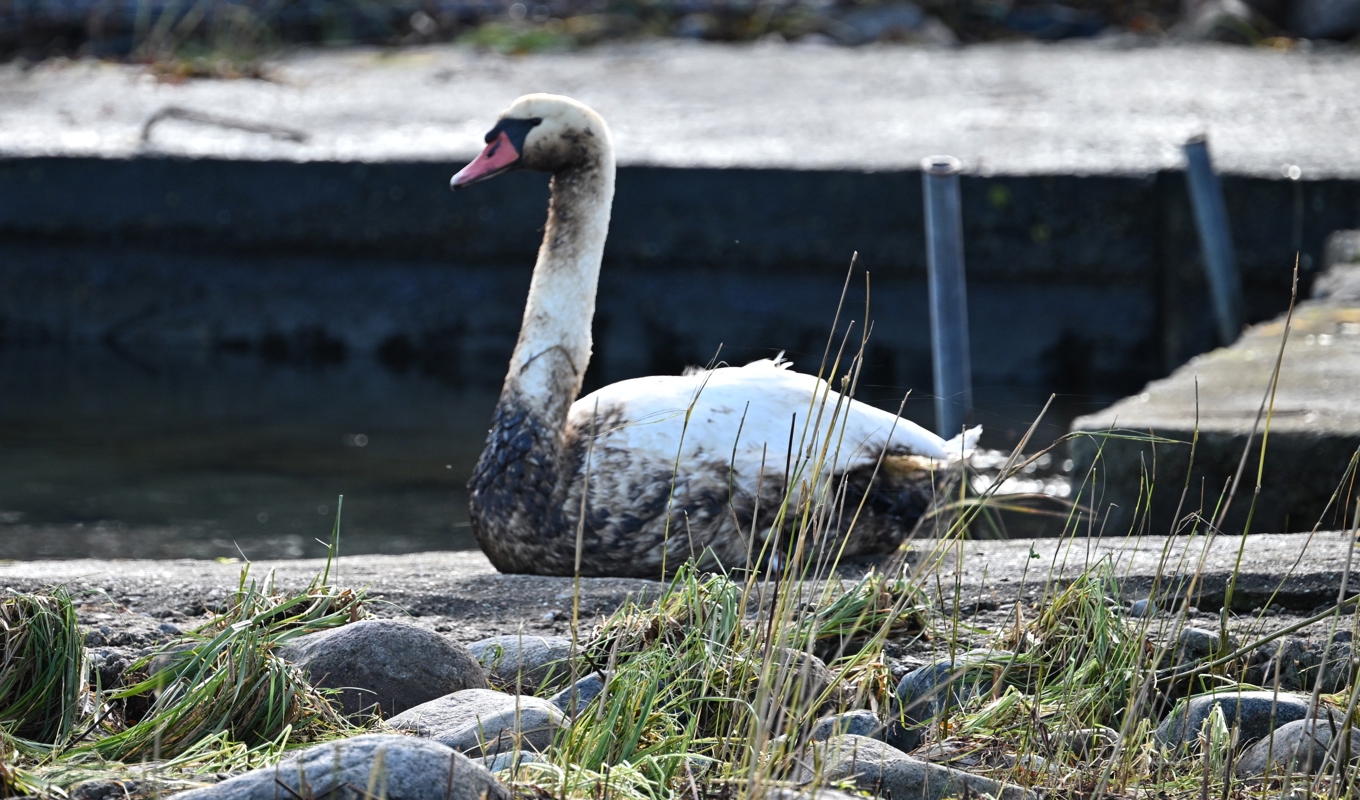 En oljeskadad svan i hamnen vid Krokås i Blekinge. Foto: Johan Nilsson/TT