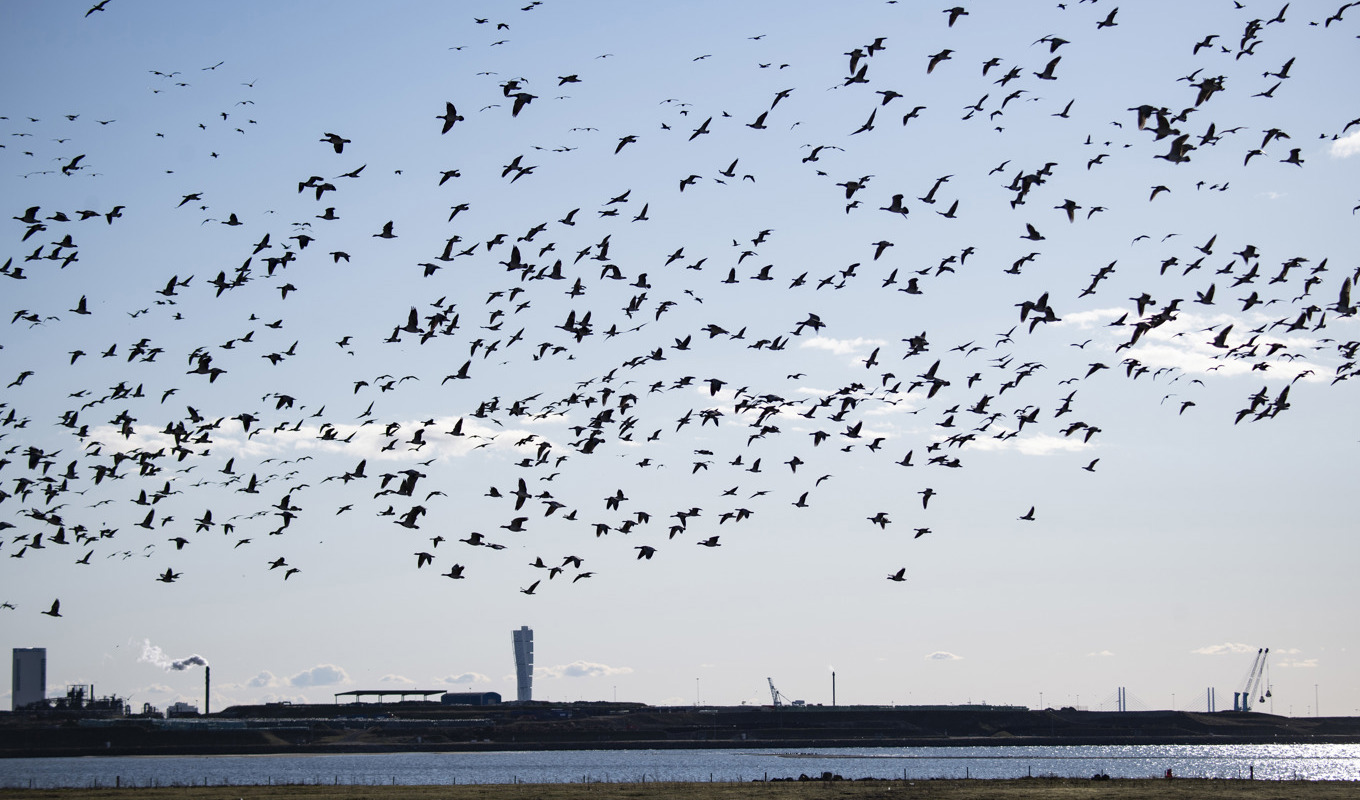 Risken för spridning av fågelinfluensa ökar när flyttfåglarna börjar röra på sig, varnar Jordbruksverket. Arkivbild. Foto: Johan Nilsson/TT