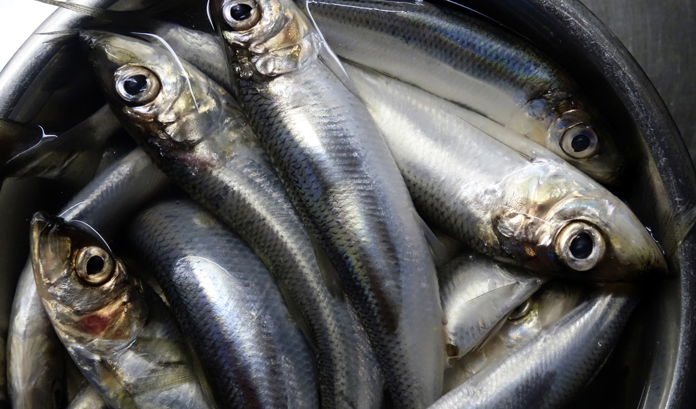 Nyfångad färsk strömming. Arkivbild. Foto: Hasse Holmberg/TT