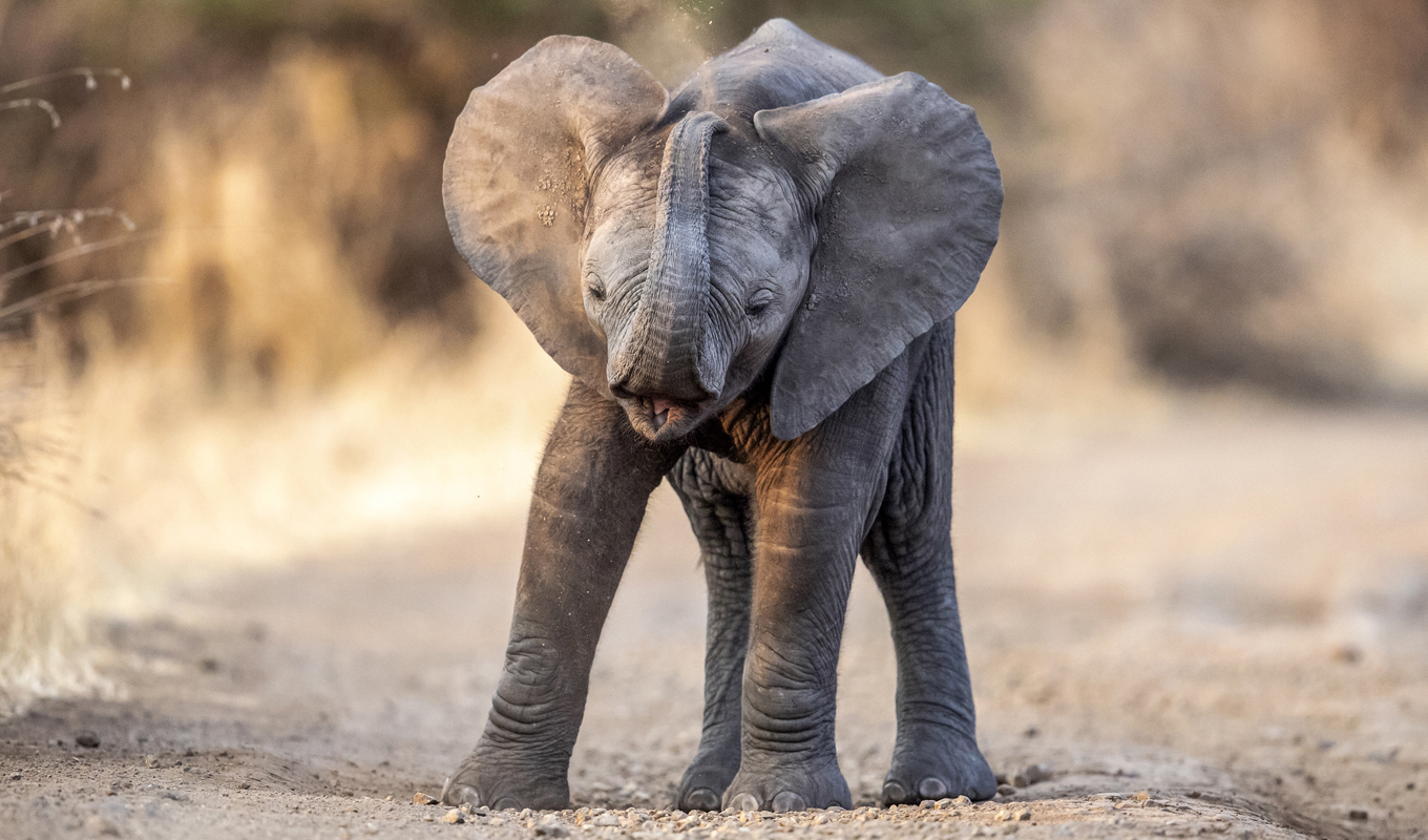 Elefantunge i Sydafrika. Arkivbild. Foto: Sylvie Failletaz/Solent News & Photo Agency /Solent News/TT